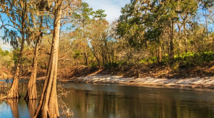 I fiumi più lunghi della Florida - Alapaha River