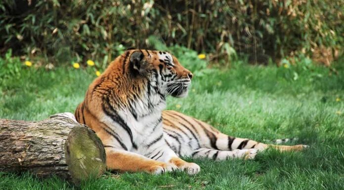 Tigre - Franklin Park Zoo