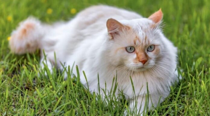 Tipi rari di gatti - Van turco