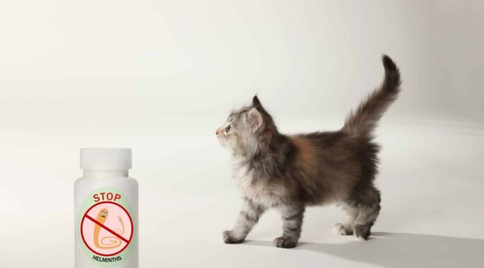 Sverminazione. Gattino peloso e flacone di medicinali con farmaci antielmintici su sfondo bianco