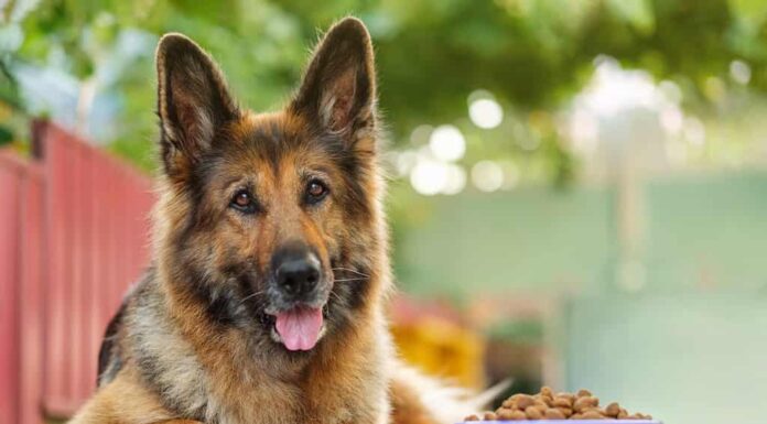 Cane pastore tedesco sdraiato accanto a una ciotola con cibo per cani, che guarda la telecamera. Primo piano, spazio per la copia.