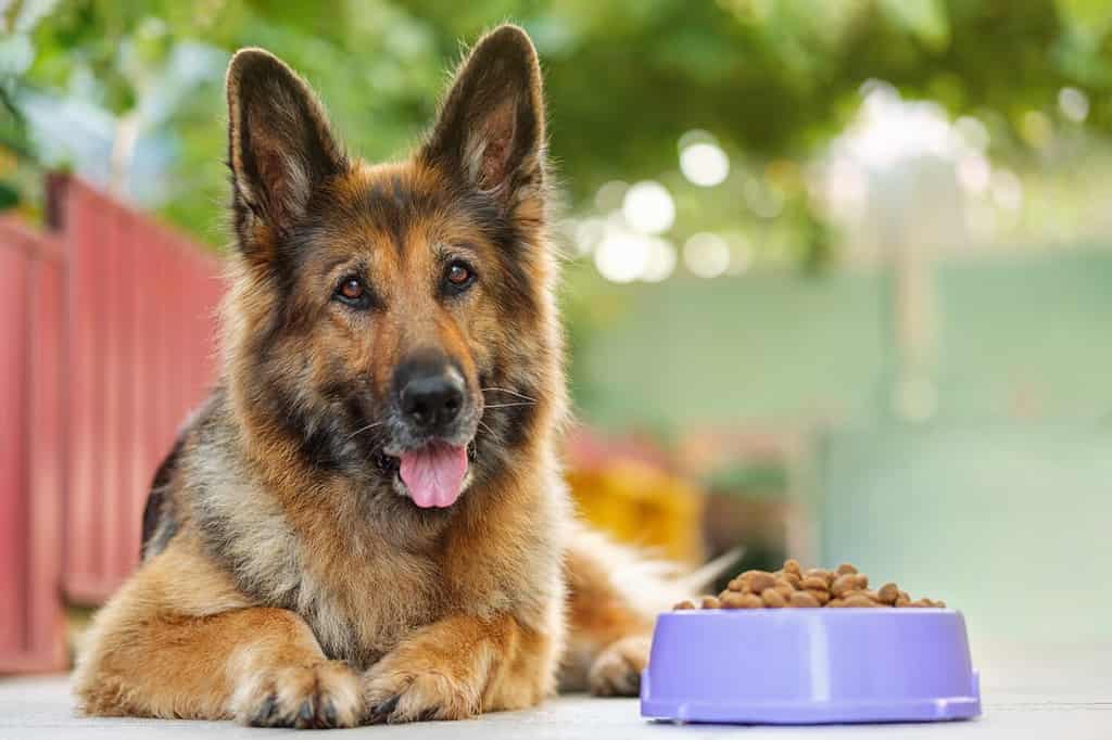 Cane pastore tedesco sdraiato accanto a una ciotola con cibo per cani, che guarda la telecamera. Primo piano, spazio per la copia.