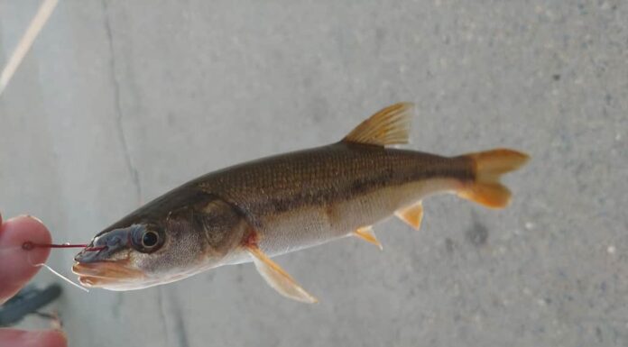 7 animali invasivi che i governi ti pagheranno per cacciare nel 2024
