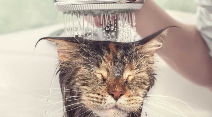 Bagno per gatti. Gatto bagnato. Ragazza lava il gatto nella vasca da bagno