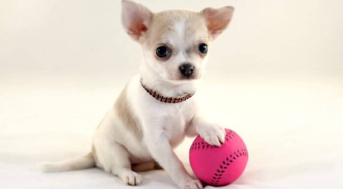 Grazioso cucciolo di Chihuahua in miniatura, testa di cervo, a pelo corto, bianco, con una pallina da tennis su sfondo bianco.