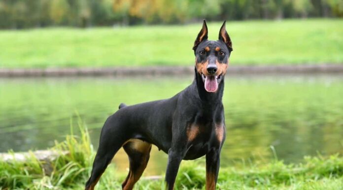 Bellissimo Pinscher tedesco marrone chiaro e nero seduto su uno sfondo di riva del fiume