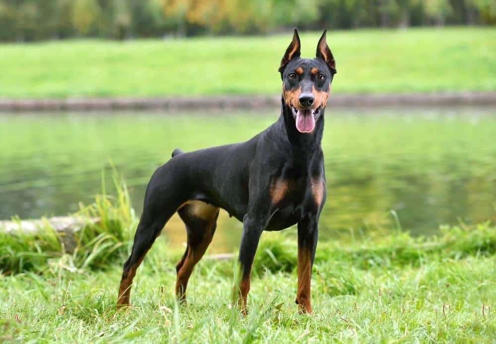 Bellissimo Pinscher tedesco marrone chiaro e nero seduto su uno sfondo di riva del fiume