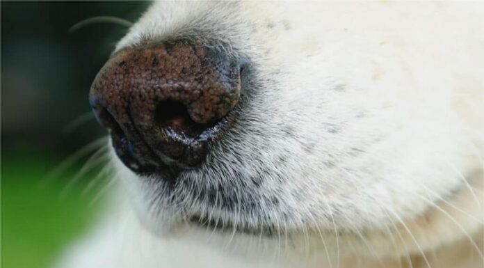 Naso del pastore tedesco bianco