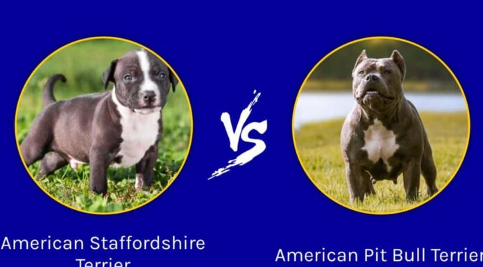 Amstaff vs Pitbull: differenze principali tra le razze
