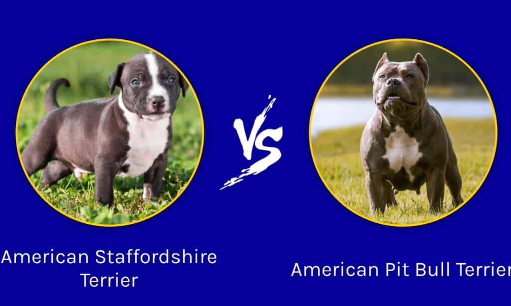 Amstaff vs Pitbull: differenze principali tra le razze