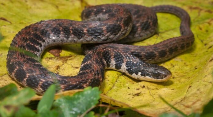 Serpente di Kirtland (Clonophis kirtlandii)