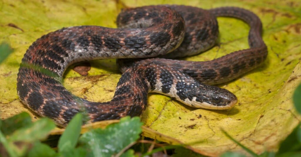 Serpente di Kirtland (Clonophis kirtlandii)
