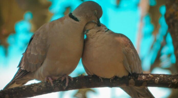 12 animali di Natale da tutto il mondo - tortore