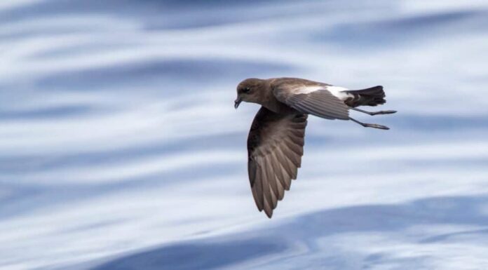 Uccelli più piccoli: l'uccello delle tempeste di Wilson