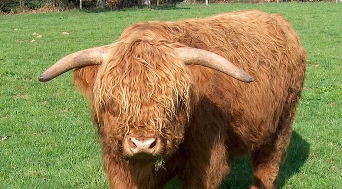 Bovini delle Highlands con pelo ispido e corna