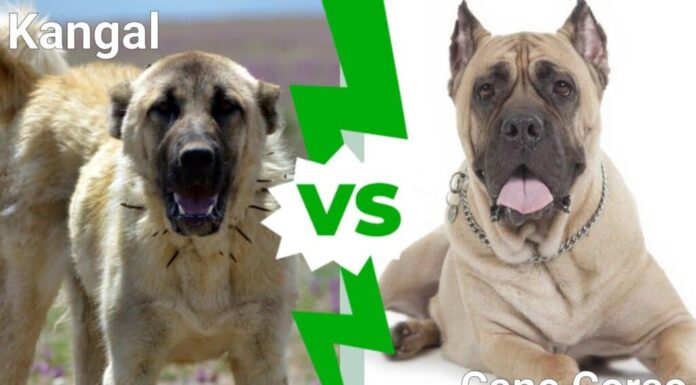 Kangal contro Cane Corso