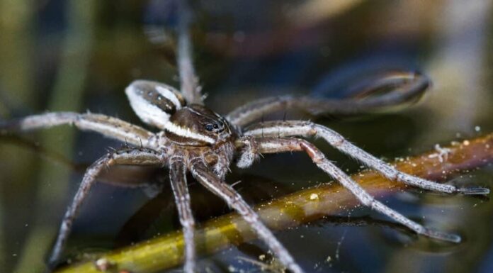 I 7 ragni più grandi della Florida
