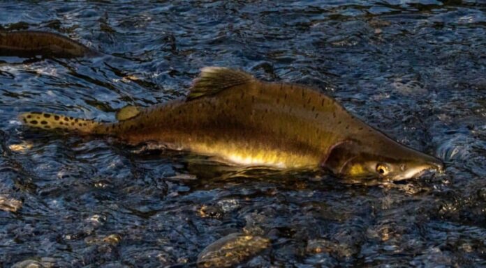 Il salmone più grande - Salmone rosa