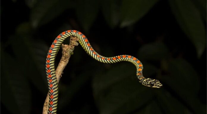 Un serpente volante del paradiso si allunga da un ramo di un albero