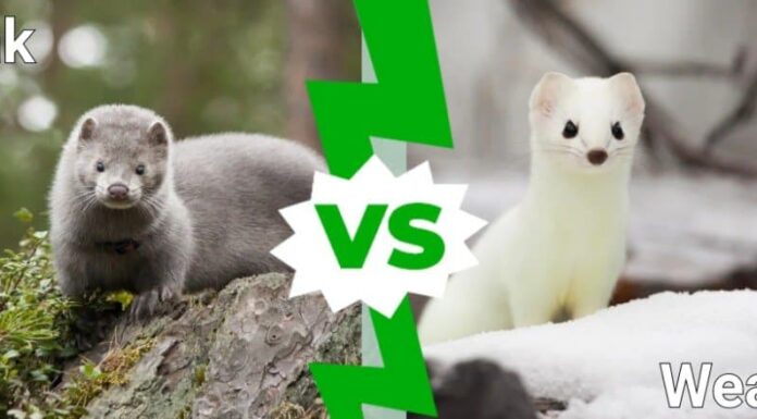 visone contro donnola