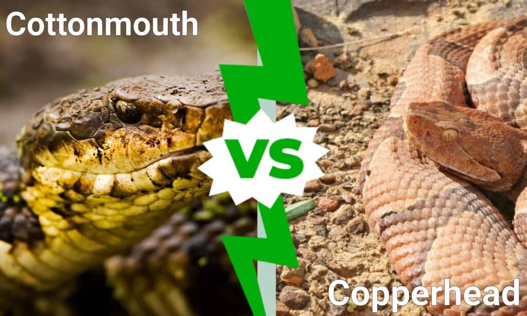 Cottonmouth e Copperhead: qual è la differenza?