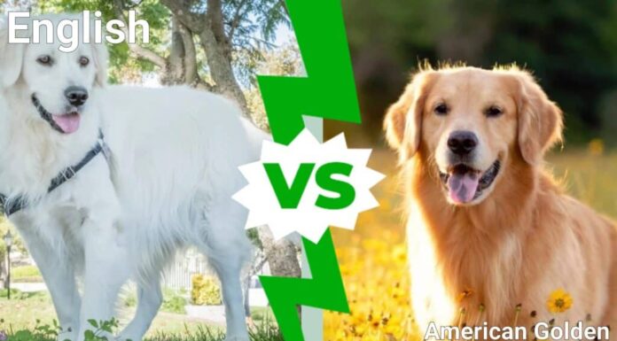 Golden Retriever inglese contro americano