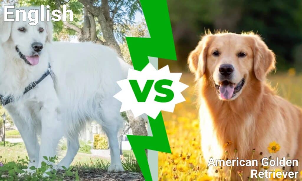 Golden Retriever inglese contro americano