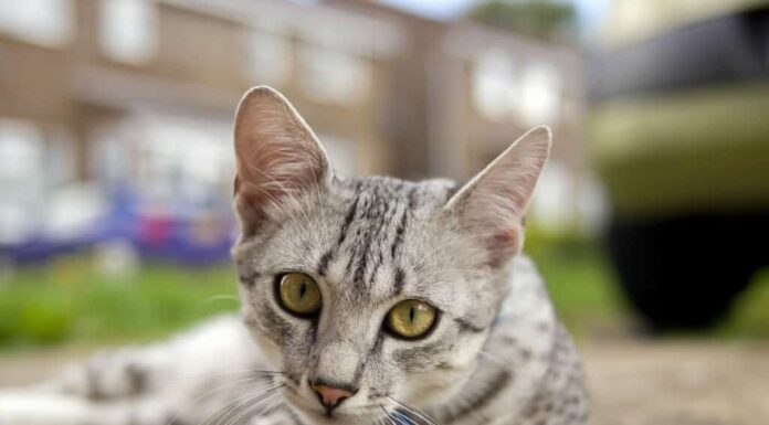 Gatto Mau egiziano sdraiato a terra