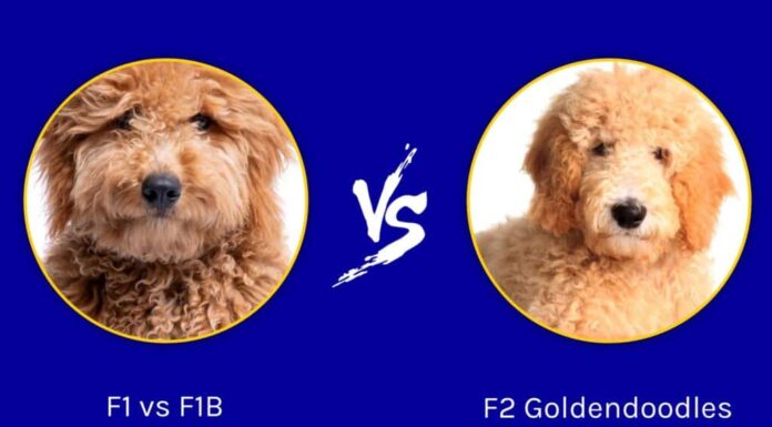 F1 contro F1B contro F2 Goldendoodles