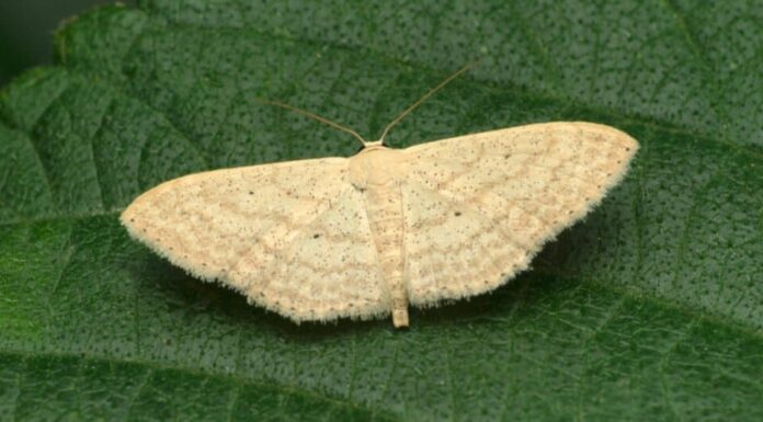 primo piano di una falena strega bianca su una foglia