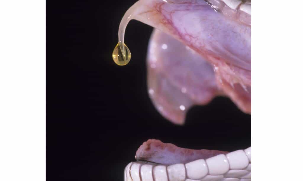 I serpenti a sonagli possono ucciderti con il loro veleno?