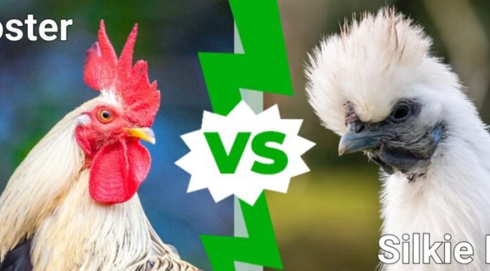 Gallo contro gallina setosa