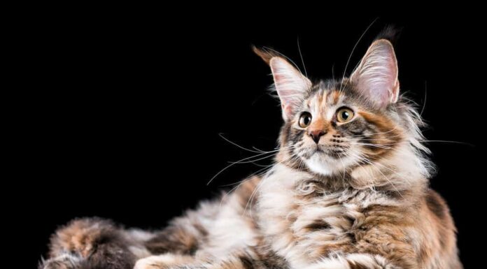 Ritratto di un gattino Maine Coon domestico tartarugato. Gattino soffice su sfondo nero. Adorabile gatto giovane e curioso sdraiato e che guarda lontano.