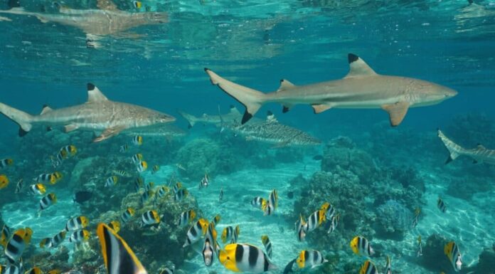 Squali pinna nera con un banco di pesci