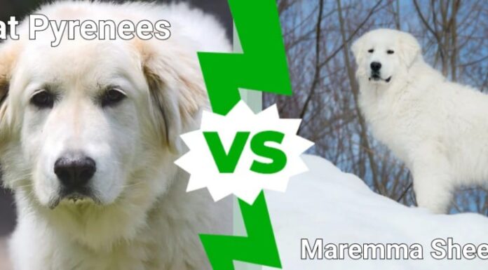 Pastore Maremmano Vs Pirenei: Principali Differenze
