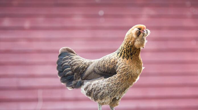 Pollo Ameraucana seduto nella recinzione