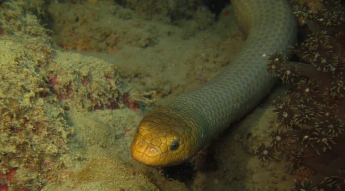 Il serpente marino olivastro ha delle valvole speciali nel naso che gli permettono di tenere fuori l'acqua mentre nuota.