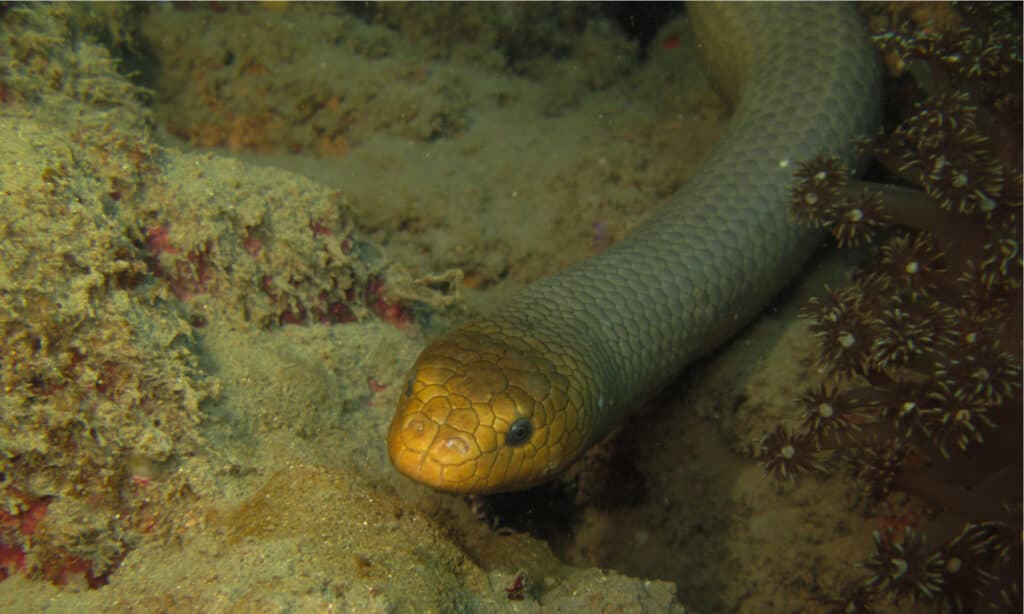 Il serpente marino olivastro ha delle valvole speciali nel naso che gli permettono di tenere fuori l'acqua mentre nuota.