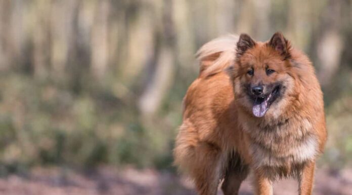 Cane Eurasier in posa