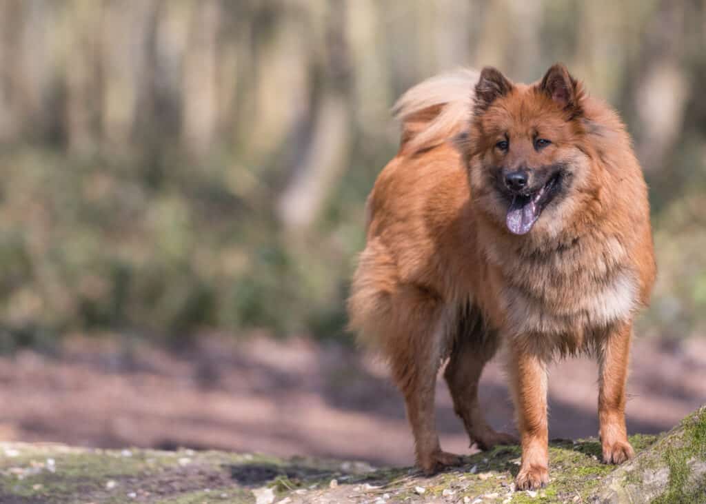 Cane Eurasier in posa