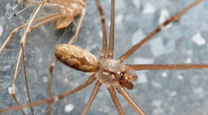 Ragno marmorizzato della cantina, Holocnemus pluchei