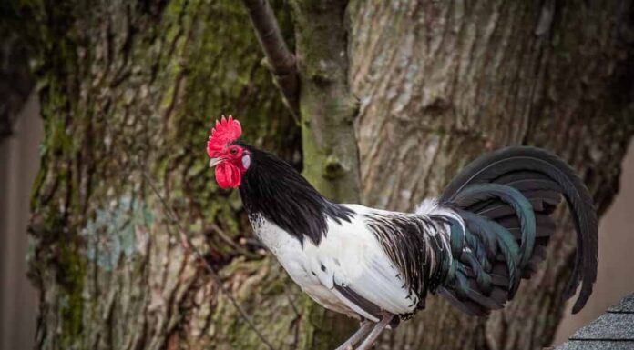 Un gallo di Lakenvelder appollaiato su una recinzione sopra il pollaio, con un albero sullo sfondo.