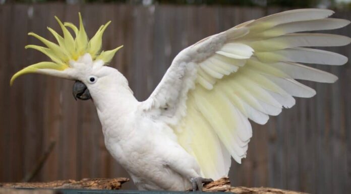 cacatua dal ciuffo giallo con le ali spiegate
