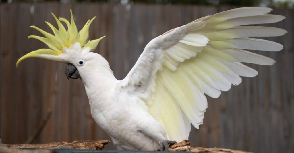 cacatua dal ciuffo giallo con le ali spiegate