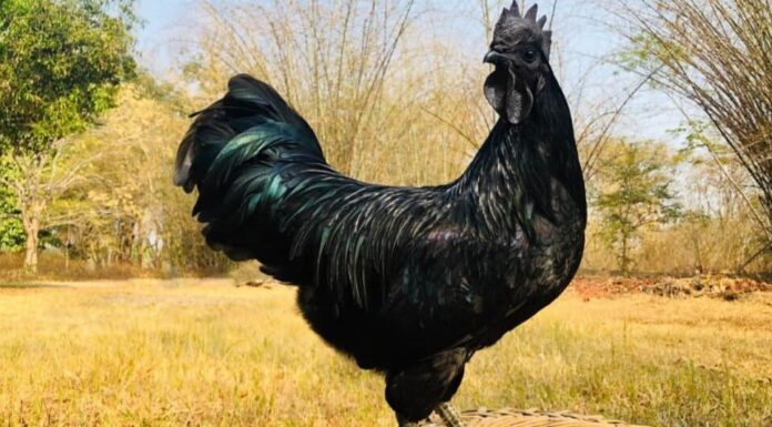 Gli uccelli più costosi: il pollo Ayam Cemani