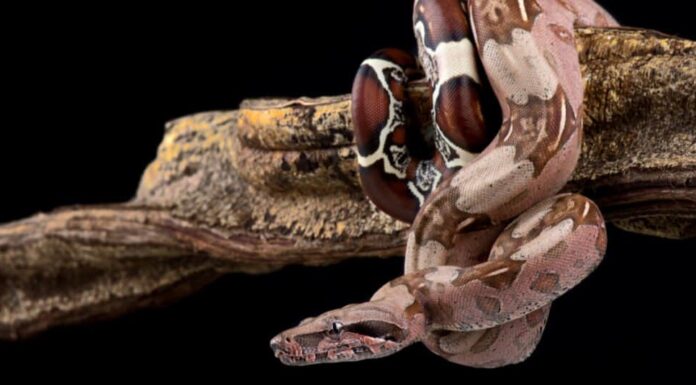 boa constrictor avvolto attorno al ramo