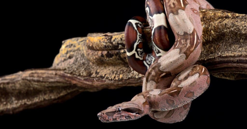 boa constrictor avvolto attorno al ramo