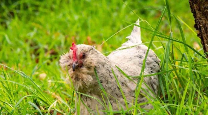 Una curiosa gallina araucana bianca vaga tra l'erba verde e fresca a caccia di insetti da mangiare.