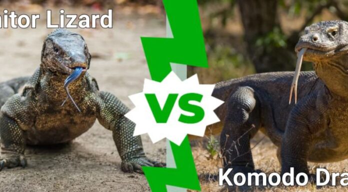 Varano contro drago di Komodo