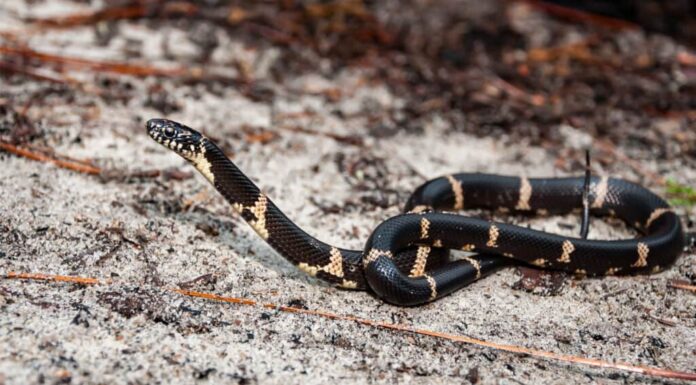 serpenti comuni in Georgia